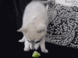 A puppy licking a lime