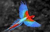 The Scarlet Macaw in flight