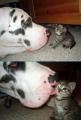 Great Dane + Kitten