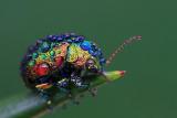 drippy rainbow bug [PIC]