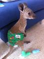 Baby joey recovering from forest fire injuries