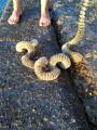 Friend's kid found this weird skeletal thing on the beach. Does anyone know what it is?