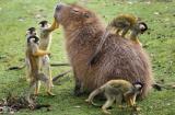 squirrel monkeys playing with a capybara