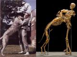 Same Guy,Same Dog: Grover Krantz donated not only his body but his 3 Irish Wolfhounds (after their death) to science. This is the final results.
