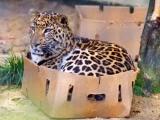 If I fits, I sits.. applies to all cats.