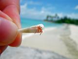 tiny hermit crab up close