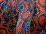Known for the iridescent sheen on its scale, these species are known as Rainbow Boa.