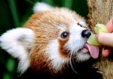 Feeling sad? Have a red panda eating some fruit!