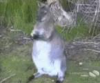The world's saddest wallaby