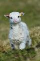 Just a little lamb.