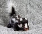 they're so stinking cute, r/aww will never have enough baby skunks