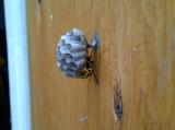 Beginning of a wasp's nest