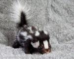 Baby skunk!