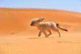 The smallest species of desert foxes is also the cutest
