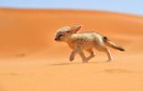 Fennec fox running against the wind