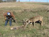 During the rut, it's common for bucks to become locked into each others antlers. The victor must carry the dead body of it's opponent.