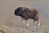 Baby musk ox strutting!
