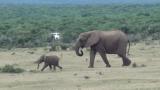 A baby elephant reuniting with dad
