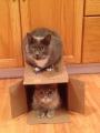 Double decker cats and the empty box trap