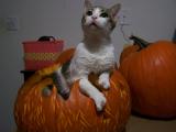 Sitting pretty in a pumpkin