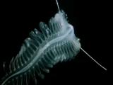 This deep sea creature, although terrifying, is oddly satisfying to watch.
