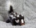 Just a baby skunk