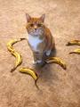 This is Boots with some bananas (for scale).
