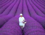 Lavender fields in France.