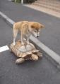 Dog riding a turtle