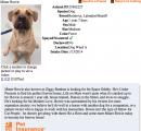 With a description like that this Diamond Dog will be adopted in no time!