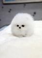 Don't mind me, I'm just a snowball with eyes.