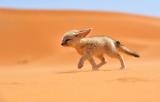 The Fennec (desert fox), Which Inhabits The Sahara Desert And Arabia. By: Francisco Mingorance [915×583]