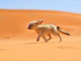 You've met the world's smallest wild cat.. This is the world's smallest canidae, the Fennec Fox! He matures to about 2-3.5 pounds!
