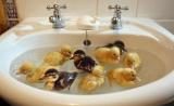 Some baby ducks chilling in a sink
