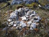 A snowy owl nest made from dead lemmings. (via NPR)