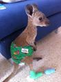 This little joey was saved from a forest fire.