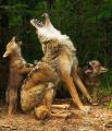 Howling 101