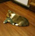 I too got a corgi a few days ago. Although its a rabbit that's been wearing him out.