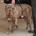 Meet Yoda. He's a 4 year old Neapolitan Mastiff. His family turned him in to Animal Control. Over time, the family had more children and decided Yoda was too much burden for them. Now he's with us, Giant Hearts Giant Dog Rescue.