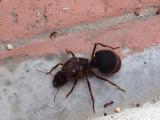 A flood brought in this new species of Ant to my neighborhood. Size comparison between regular ant.