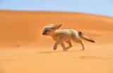 Smallest species of desert foxes and yet one of the cutest
