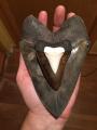 6 5/8 inch Megalodon tooth, 3 1/8 inch fossil Great White and 1 1/2 inch modern day Great White tooth.