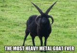 The Heavy Metal Goat