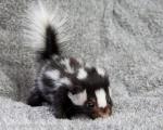 Skunks have two glands that produce a mixture of sulfur-containing chemicals such as thiols, traditionally called mercaptans, which have a highly offensive smell, and can can be sprayed up to 10ft (3m)!