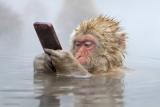 PsBattle: A Monkey Soaking in a Body of Water While Using a Smart Phone