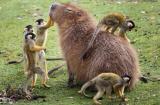 Squirrel monkeys groom an Capybara... Who seems pretty K with it.