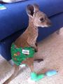 Start your Sunday off with a kangaroo joey with a bandaged foot and diaper.