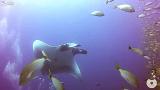 Giant Manta Ray tangled in Fishing Line appears to 'ask for help' from divers