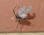 Just a Red Back Spider eating a baby gecko. Welcome to Australia.