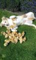 This puppy is being attacked by chicks